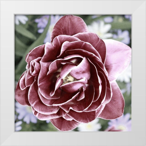 Tulipa White Modern Wood Framed Art Print by Phillip, Jamie