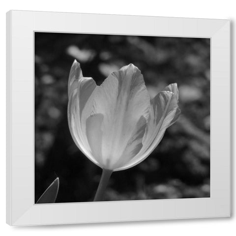 Tulip BW 2 White Modern Wood Framed Art Print by Phillip, Jamie