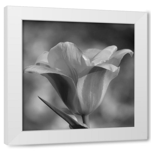 Tulip BW 3 White Modern Wood Framed Art Print by Phillip, Jamie