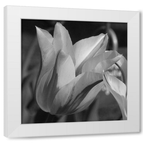 Tulip BW White Modern Wood Framed Art Print by Phillip, Jamie