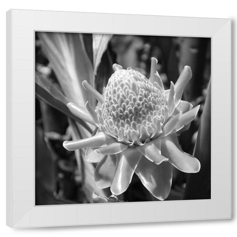 Black Pearl White Modern Wood Framed Art Print by Phillip, Jamie