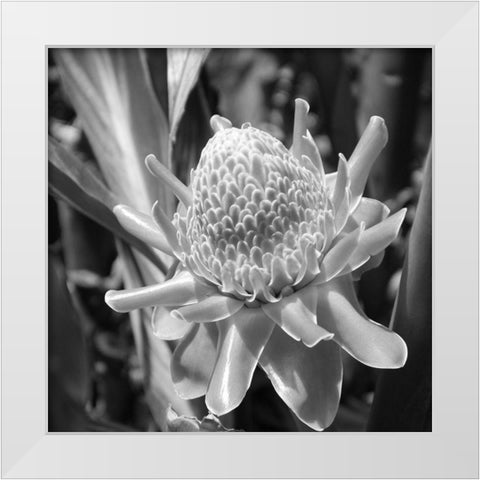 Black Pearl White Modern Wood Framed Art Print by Phillip, Jamie