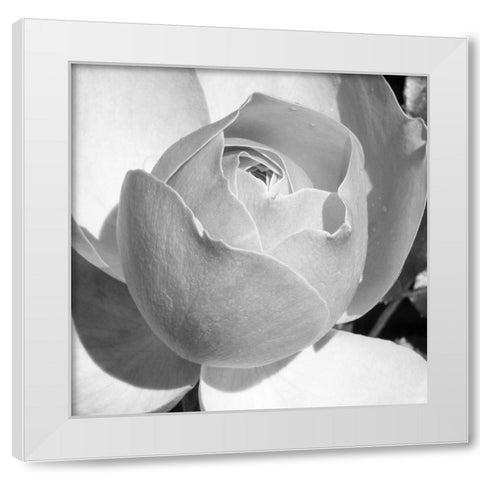 Misty Morning Rose White Modern Wood Framed Art Print by Phillip, Jamie