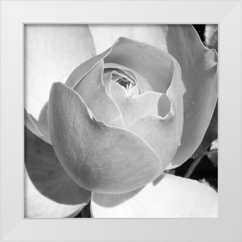 Misty Morning Rose White Modern Wood Framed Art Print by Phillip, Jamie