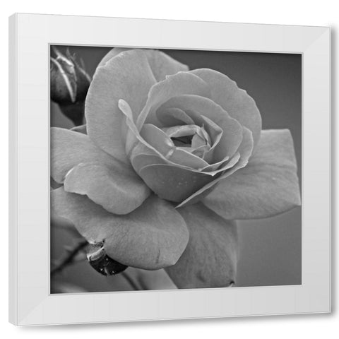 Morning Rose White Modern Wood Framed Art Print by Phillip, Jamie