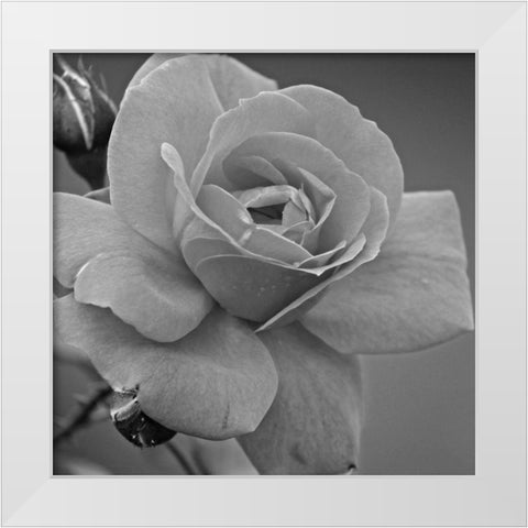 Morning Rose White Modern Wood Framed Art Print by Phillip, Jamie