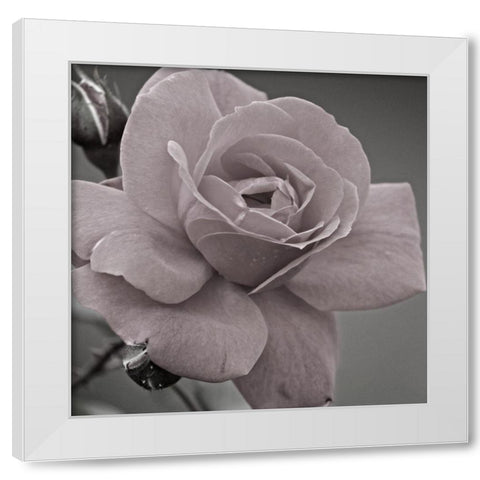 Morning Rose 2 White Modern Wood Framed Art Print by Phillip, Jamie