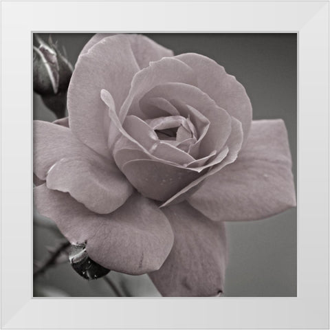 Morning Rose 2 White Modern Wood Framed Art Print by Phillip, Jamie
