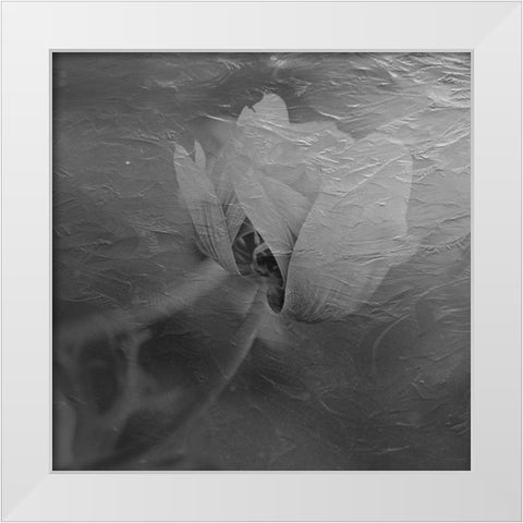 Paint Textured Rose White Modern Wood Framed Art Print by Phillip, Jamie