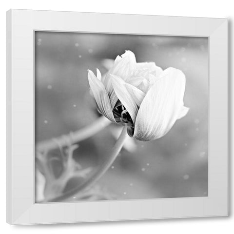 Blank Rose White Modern Wood Framed Art Print by Phillip, Jamie