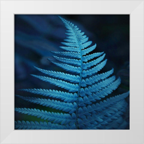 Caribbean Night White Modern Wood Framed Art Print by Phillip, Jamie