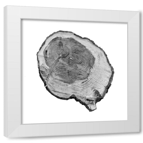 Old Rings White Modern Wood Framed Art Print by Phillip, Jamie