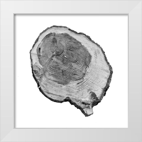 Old Rings White Modern Wood Framed Art Print by Phillip, Jamie