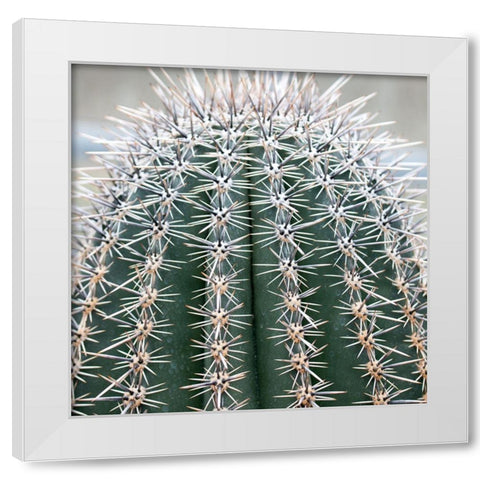 Prickly Bulb 3 White Modern Wood Framed Art Print by Phillip, Jamie