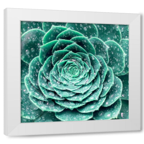 Rain Dew White Modern Wood Framed Art Print by Phillip, Jamie