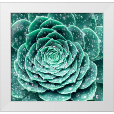 Rain Dew White Modern Wood Framed Art Print by Phillip, Jamie