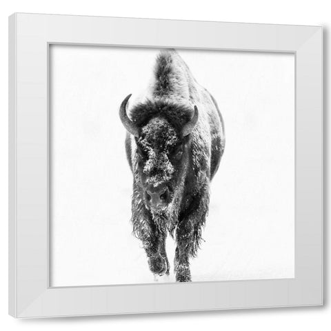 Blizzard Buff White Modern Wood Framed Art Print by Phillip, Jamie