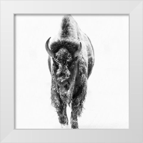 Blizzard Buff White Modern Wood Framed Art Print by Phillip, Jamie
