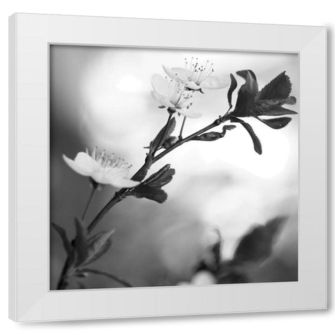 Blooming Black White Modern Wood Framed Art Print by Phillip, Jamie
