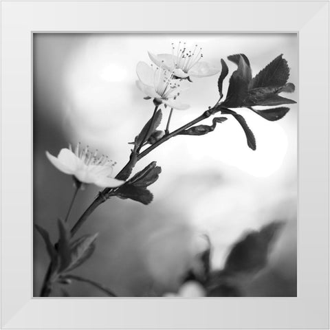 Blooming Black White Modern Wood Framed Art Print by Phillip, Jamie