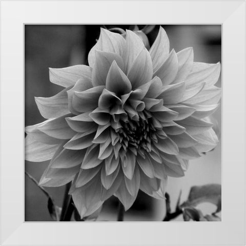 Dagenuem White Modern Wood Framed Art Print by Phillip, Jamie