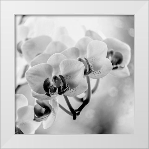 Blenkis White Modern Wood Framed Art Print by Phillip, Jamie
