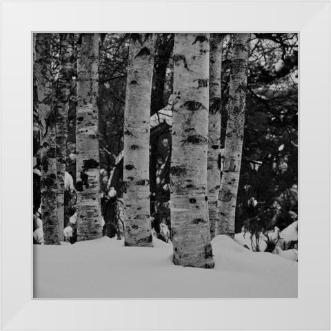 Winter Wood White Modern Wood Framed Art Print by Phillip, Jamie