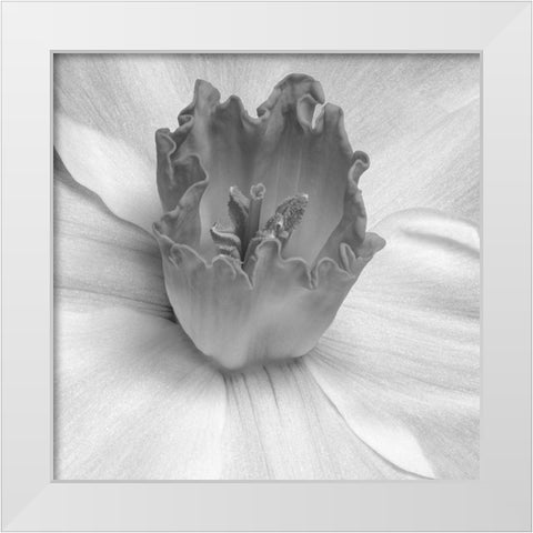 Floral Bud 2 White Modern Wood Framed Art Print by Phillip, Jamie
