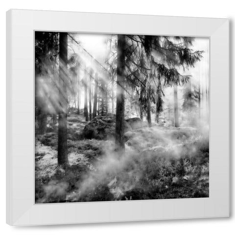 Black Forest 2 White Modern Wood Framed Art Print by Phillip, Jamie
