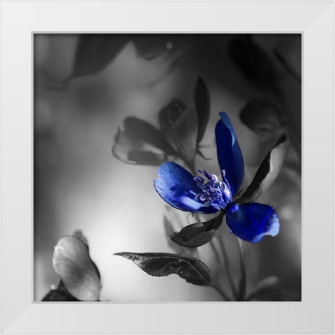Blues White Modern Wood Framed Art Print by Phillip, Jamie
