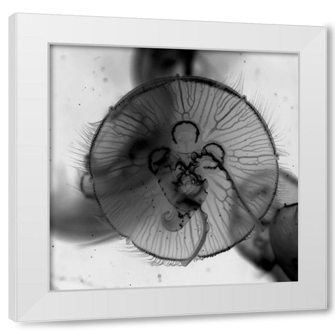 Jelly Fish White Modern Wood Framed Art Print by Phillip, Jamie