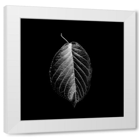 Xray In The Dark White Modern Wood Framed Art Print by Phillip, Jamie