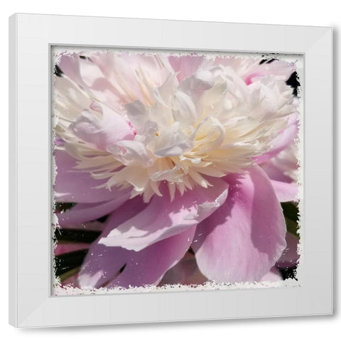Pink Petals White Modern Wood Framed Art Print by Phillip, Jamie