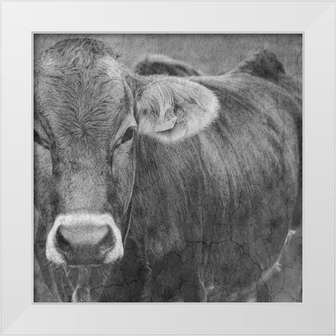 Bull White Modern Wood Framed Art Print by Phillip, Jamie