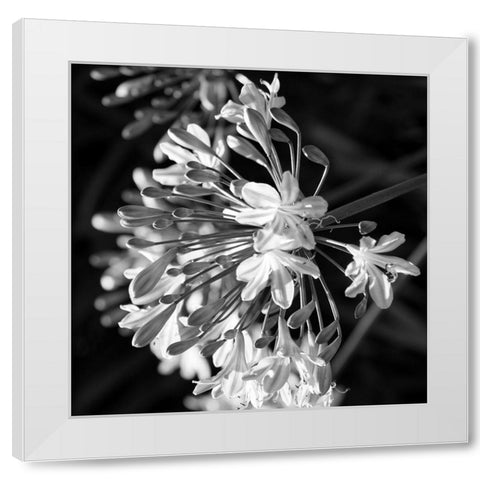 Night Field White Modern Wood Framed Art Print by Phillip, Jamie