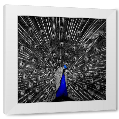 Peacock Black White Modern Wood Framed Art Print by Phillip, Jamie