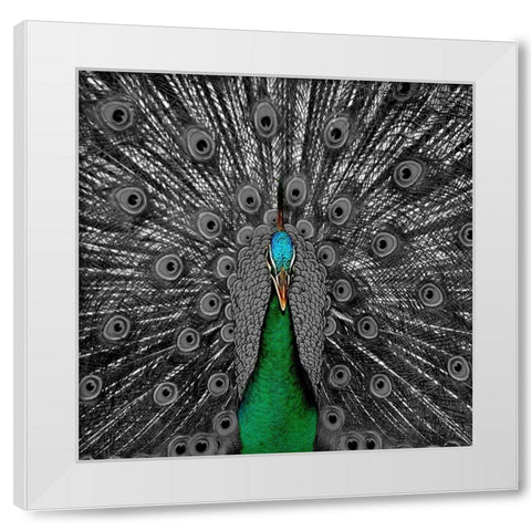 Peacock Black 2 White Modern Wood Framed Art Print by Phillip, Jamie