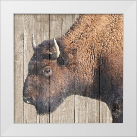Buffalo Bison White Modern Wood Framed Art Print by Phillip, Jamie