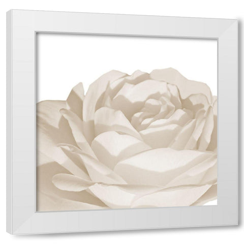 White Rose 1 White Modern Wood Framed Art Print by Phillip, Jamie