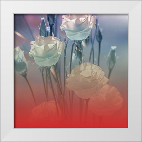 Xray Roses White Modern Wood Framed Art Print by Phillip, Jamie