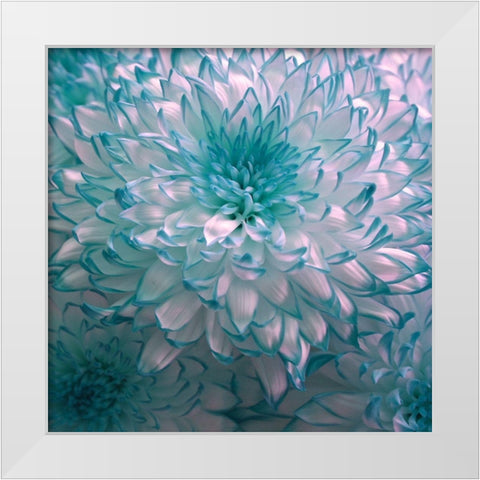 Blue Plant White Modern Wood Framed Art Print by Phillip, Jamie