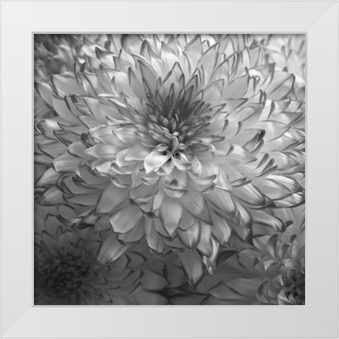 Blue Plant 2 White Modern Wood Framed Art Print by Phillip, Jamie