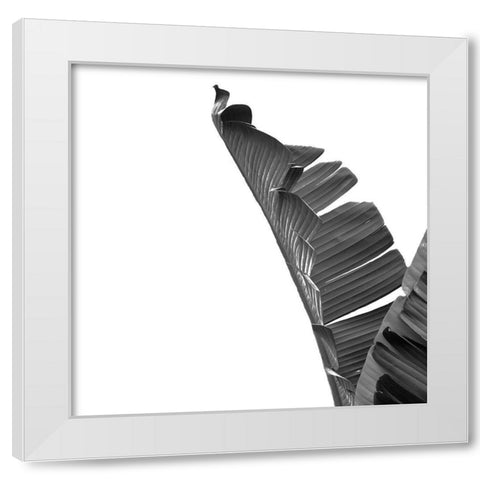 Banana White Modern Wood Framed Art Print by Phillip, Jamie