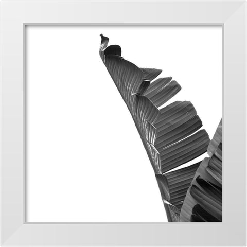 Banana White Modern Wood Framed Art Print by Phillip, Jamie