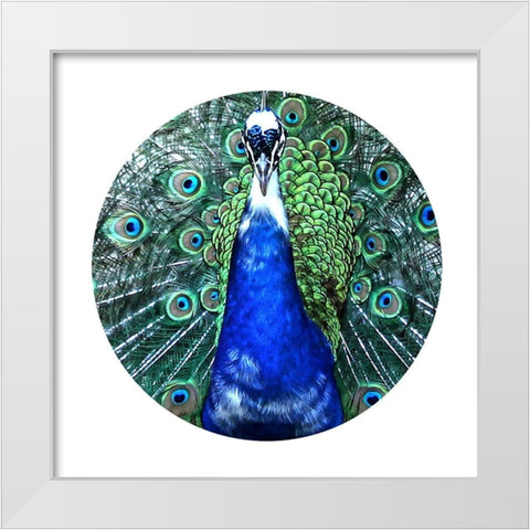 Round Peacock White Modern Wood Framed Art Print by Phillip, Jamie