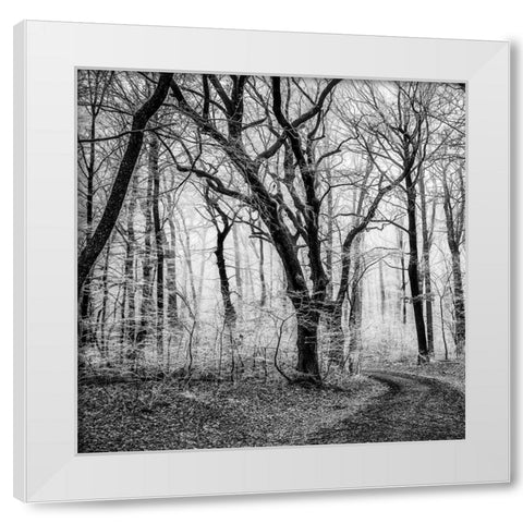 Forest 1 White Modern Wood Framed Art Print by Phillip, Jamie