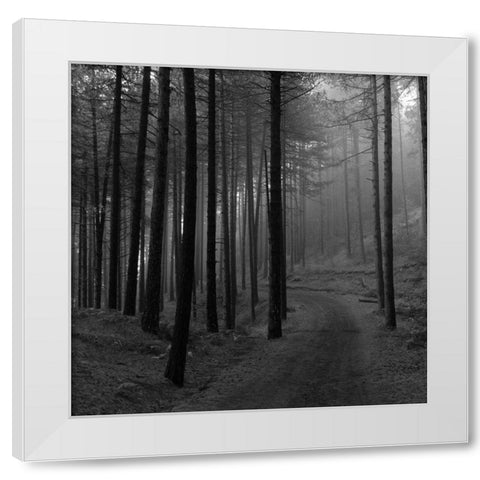 Forest 2 White Modern Wood Framed Art Print by Phillip, Jamie