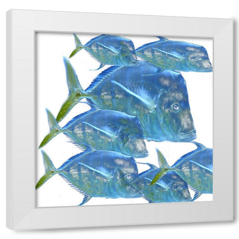 Fishes White Modern Wood Framed Art Print by Phillip, Jamie