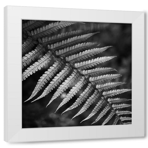 Night Fall Fern White Modern Wood Framed Art Print by Phillip, Jamie