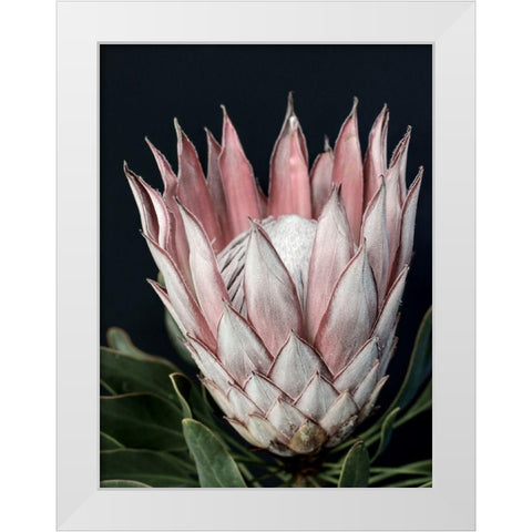 King of Flowers White Modern Wood Framed Art Print by Urban Road